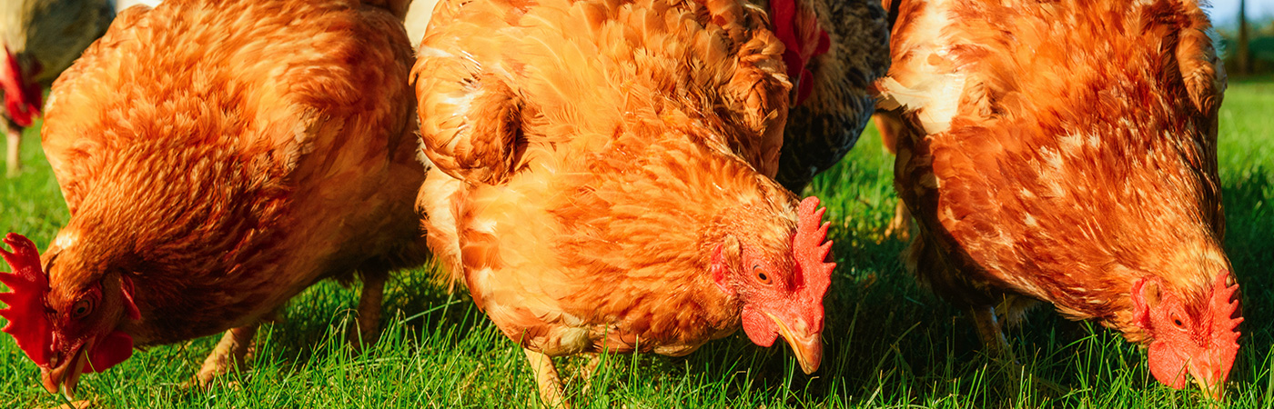 Golden Irish Hens